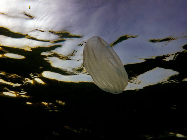 Ali lahko tudi v našem morju pričakujemo invazijo rebrač? 2 rebrače
