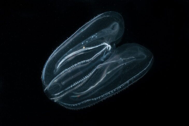 Ali lahko tudi v našem morju pričakujemo invazijo rebrač? 3 rebrače