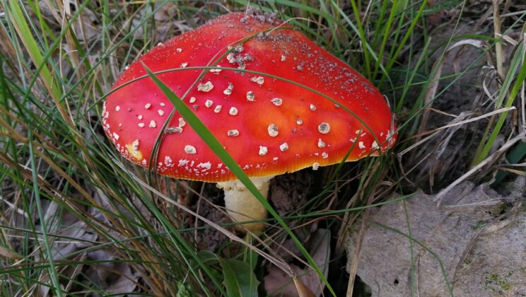 amanita 2805676 1280