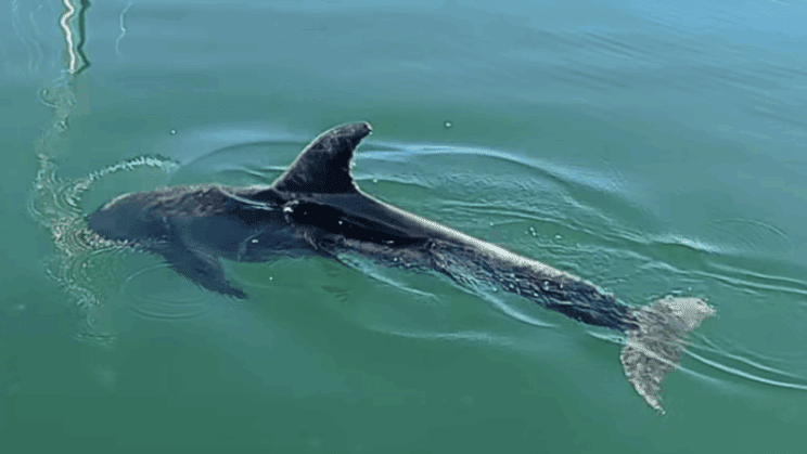 delfin