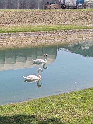 Se je labodje jezero prestavilo na slovensko morje? 3 Labodi v Kopru