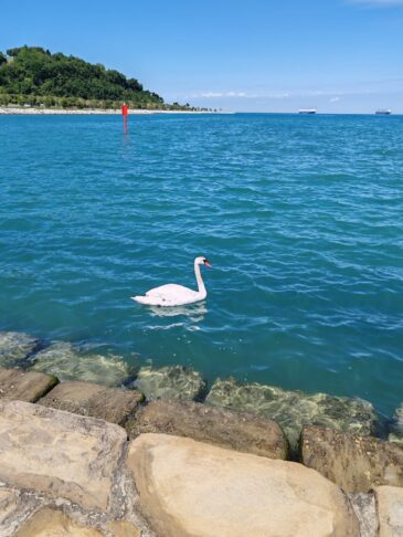 Se je labodje jezero prestavilo na slovensko morje? 2 Labodi v Kopru