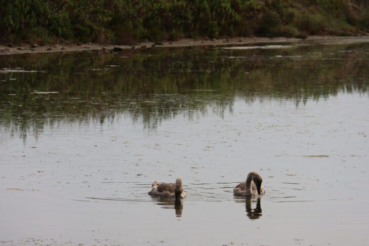 Se je labodje jezero prestavilo na slovensko morje? 10 Hranjenje labodov v Stjuži // Foto: Živa Papež