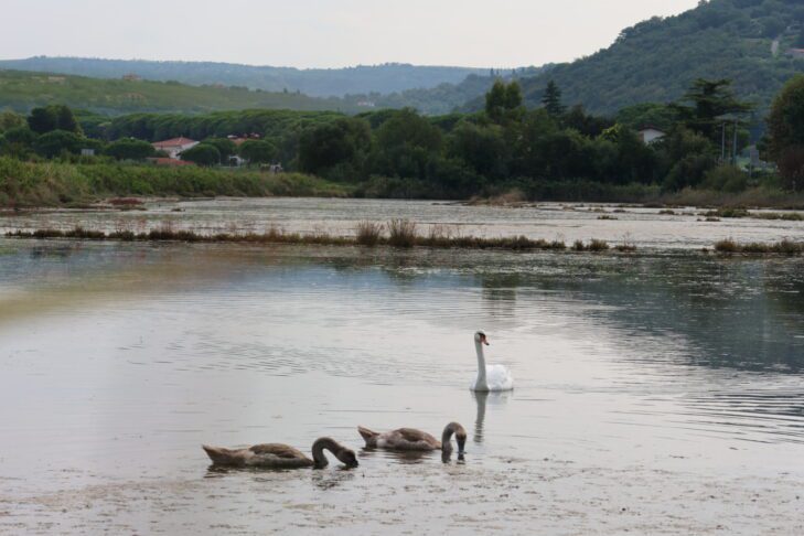 Se je labodje jezero prestavilo na slovensko morje? 9 Hranjenje labodov v Stjuži // Foto: Živa Papež