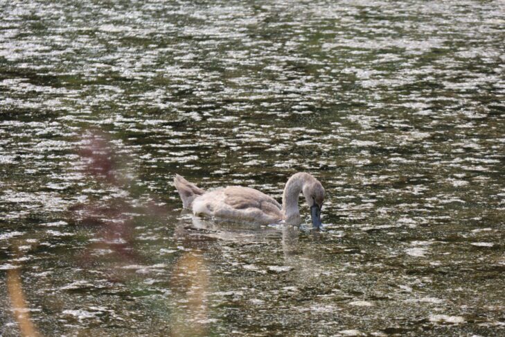 Se je labodje jezero prestavilo na slovensko morje? 8 Hranjenje labodov v Stjuži // Foto: Živa Papež