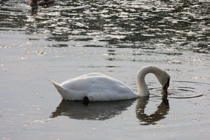 Se je labodje jezero prestavilo na slovensko morje? 7 Hranjenje labodov v Stjuži // Foto: Živa Papež