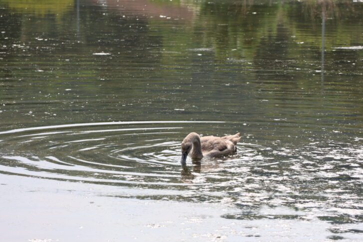 Se je labodje jezero prestavilo na slovensko morje? 6 Hranjenje labodov v Stjuži // Foto: Živa Papež