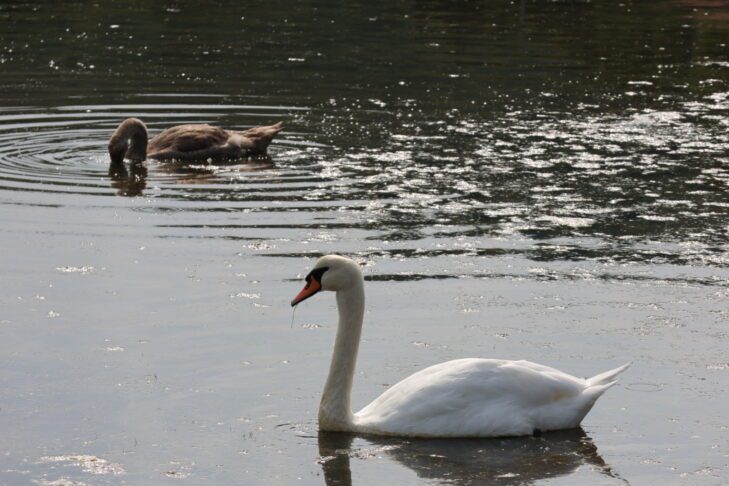 Se je labodje jezero prestavilo na slovensko morje? 11 Hranjenje labodov v Stjuži // Foto: Živa Papež