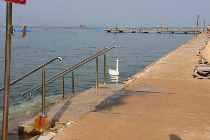 Se je labodje jezero prestavilo na slovensko morje? 12 Labod v Strunjanu // Foto: Živa Papež