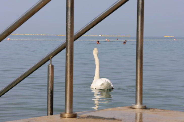 Se je labodje jezero prestavilo na slovensko morje? 13 Labod v Strunjanu // Foto: Živa Papež