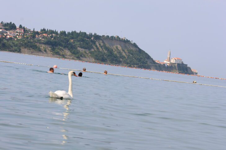 Se je labodje jezero prestavilo na slovensko morje? 14 Labod v Strunjanu // Foto: Živa Papež