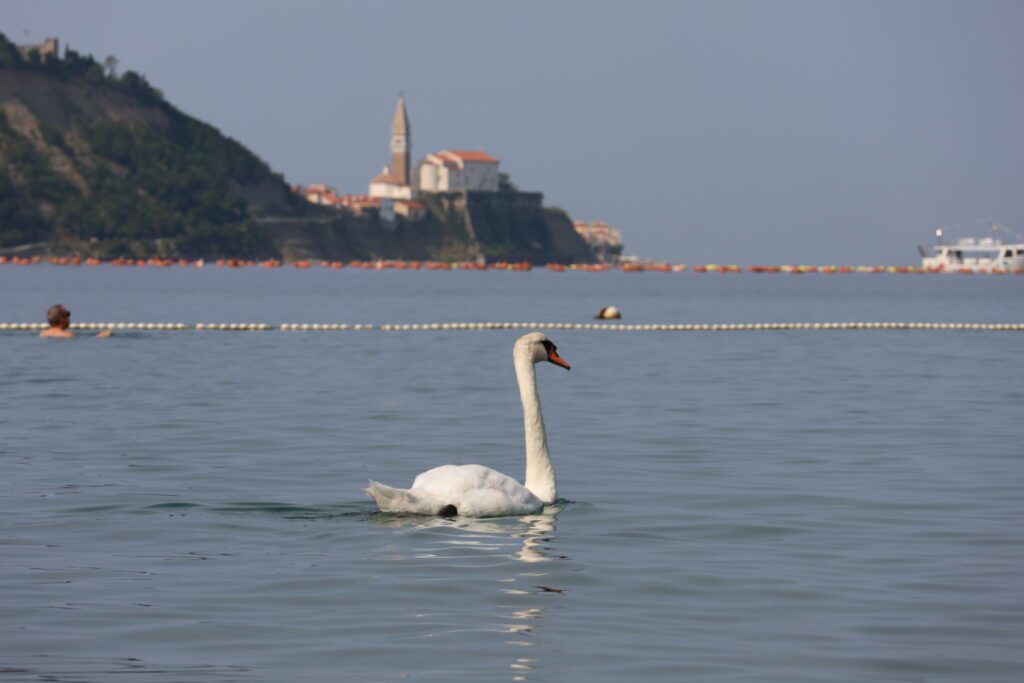 Se je labodje jezero prestavilo na slovensko morje? 3 Labod Strunjan / foto: Živa Papež