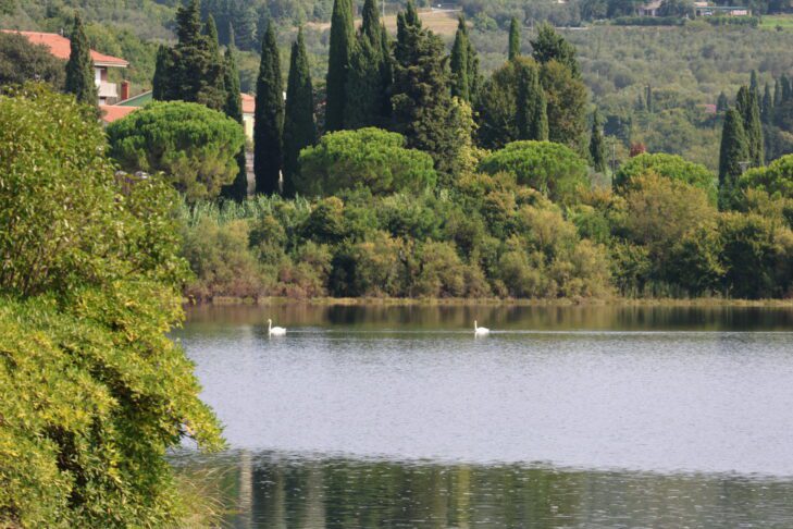 Se je labodje jezero prestavilo na slovensko morje? 16 Labod v Strunjanu // Foto: Živa Papež