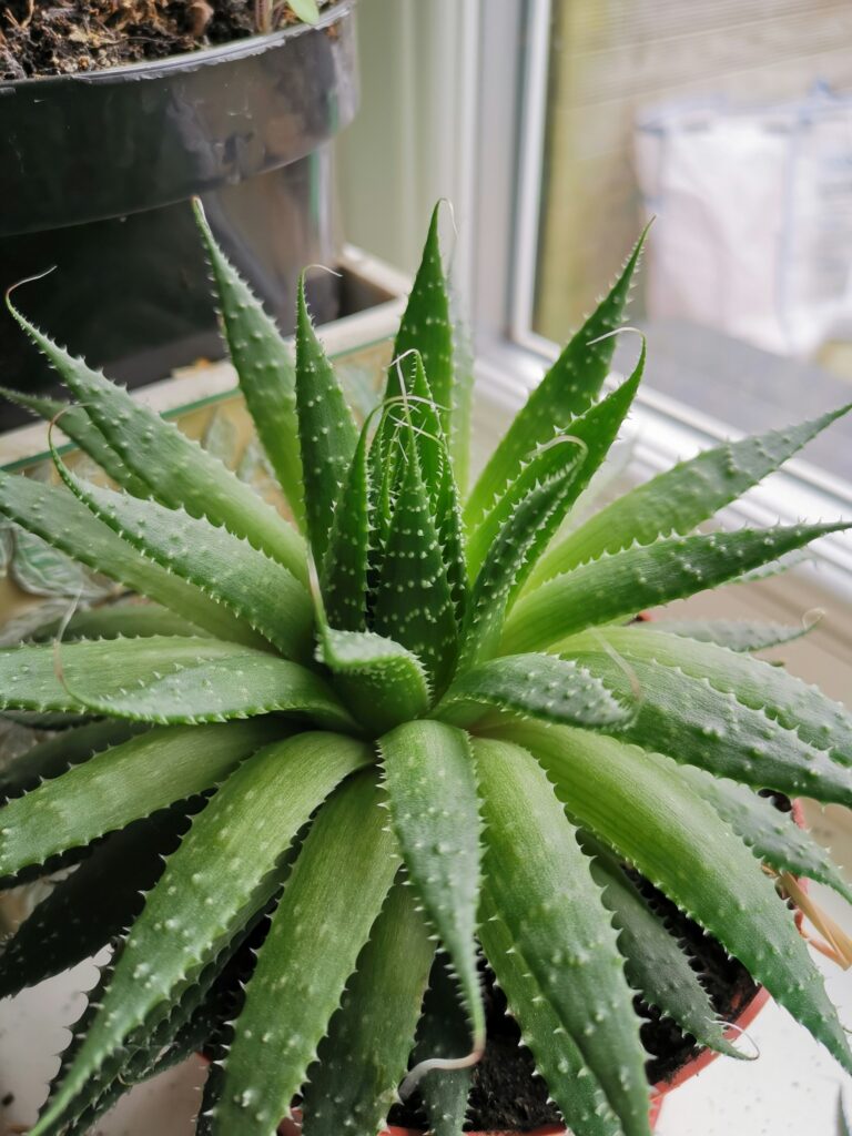 Aloe vera: Znana po svojih zdravilnih lastnostih 3 aloe vera