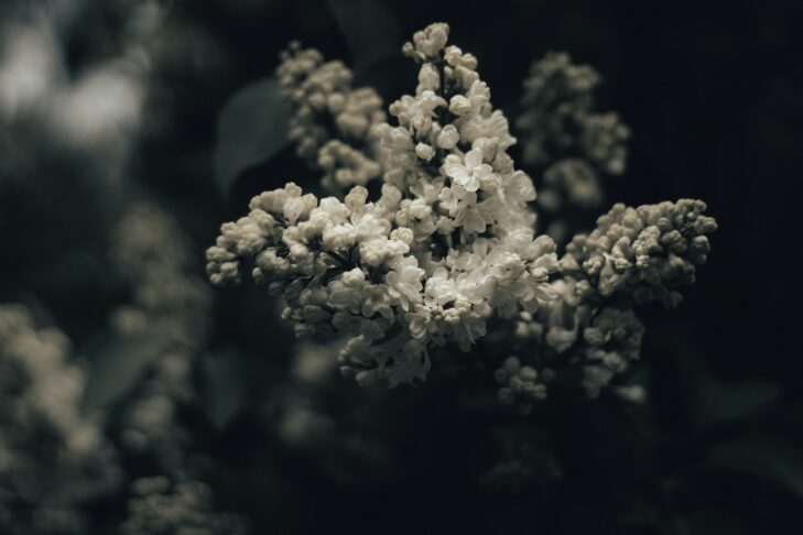 nastia petruk VaxoGS1 PfI unsplash