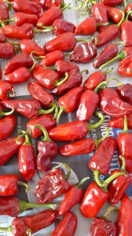 paprika