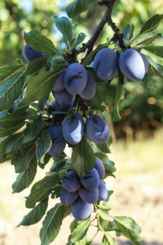 Hvaležna sadna drevesa, ki jih je treba posaditi septembra 3 dreves