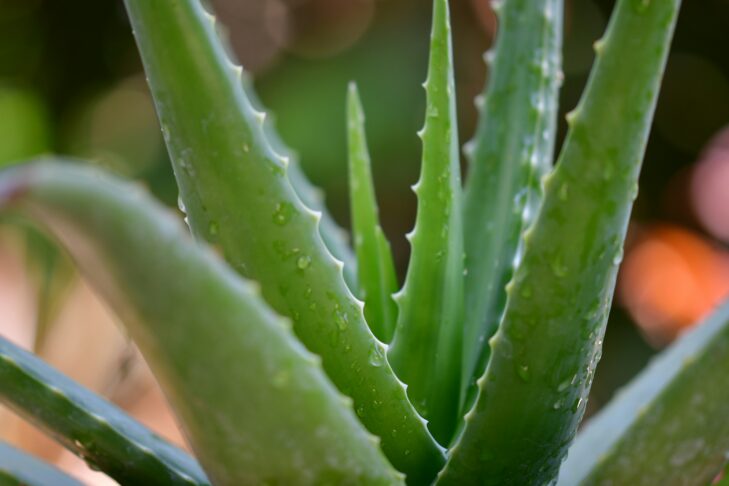 Aloe vera: Znana po svojih zdravilnih lastnostih 2 pisauikan N29JXkNO1xI unsplash