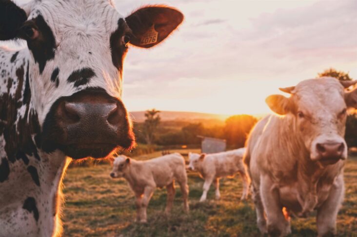 stijn te strake UdhpcfImQ9Y unsplash