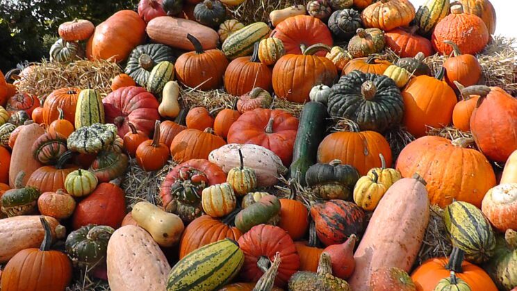 3 glavni recepti z bučo to jesen. Ne pozabite na semena! 2 Cucurbita fruits