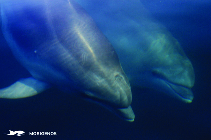 Tilen Genov: Delfini nas vedno znova presenečajo 2 Morigenos delfini Tilen Genov 06 l