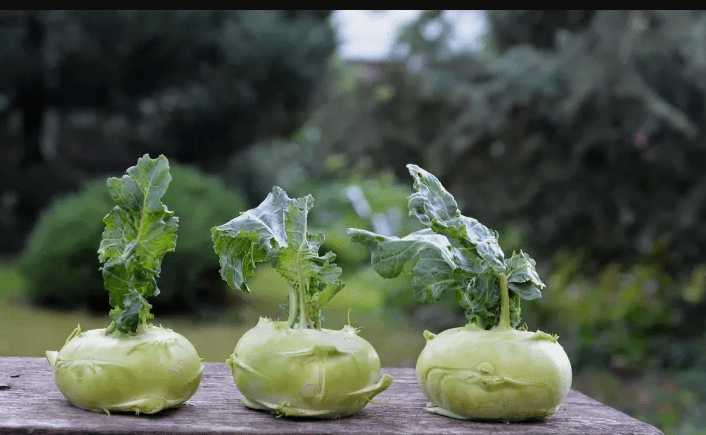 Zanemarjena koleraba: Vsestranska, hranljiva, enostavna za gojenje 3 koleraba