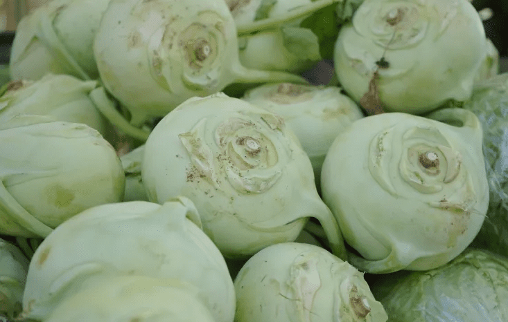 Zanemarjena koleraba: Vsestranska, hranljiva, enostavna za gojenje 2 koleraba