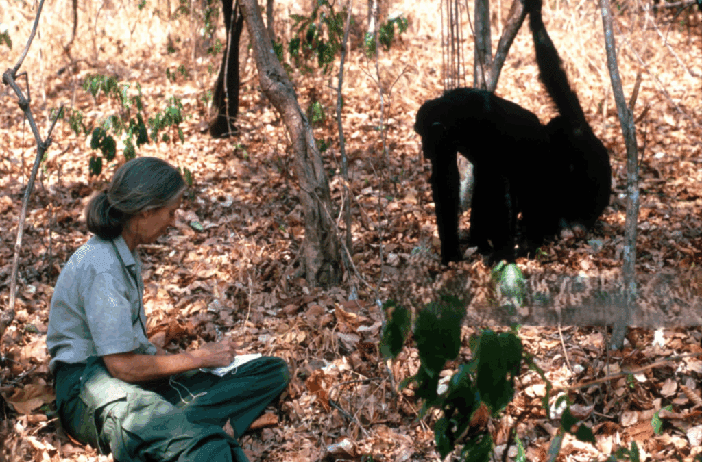 Umrla je Jane Goodall, legendarna raziskovalka šimpanzov (video) 2 jane goodall