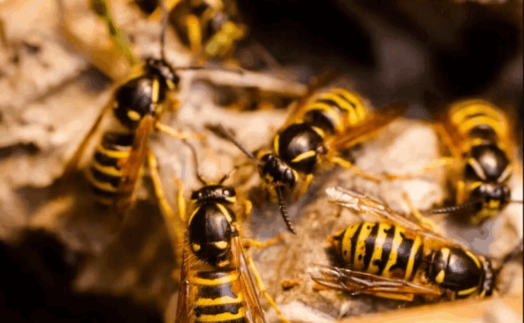 Moškega pičili sršeni: Umrl na kraju dogodka 2 sršen