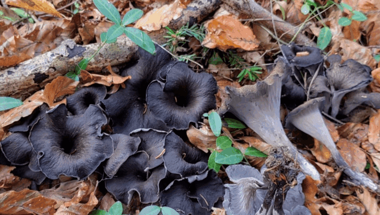 6 gozdnih sadežev, ki znižujejo sladkor, pomagajo spati in ščitijo plodnost 3 gozd