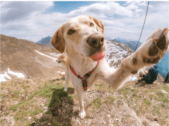 Popolna prepoved privezovanja psov: Visoke kazni za kršitelje 2 privezovanje