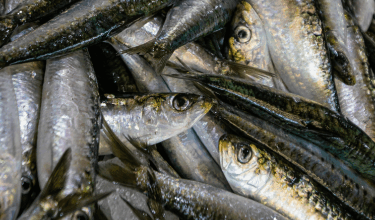 Katere ribe so najbolj zdrave? Losos ni na prvem mestu! 2 ribe