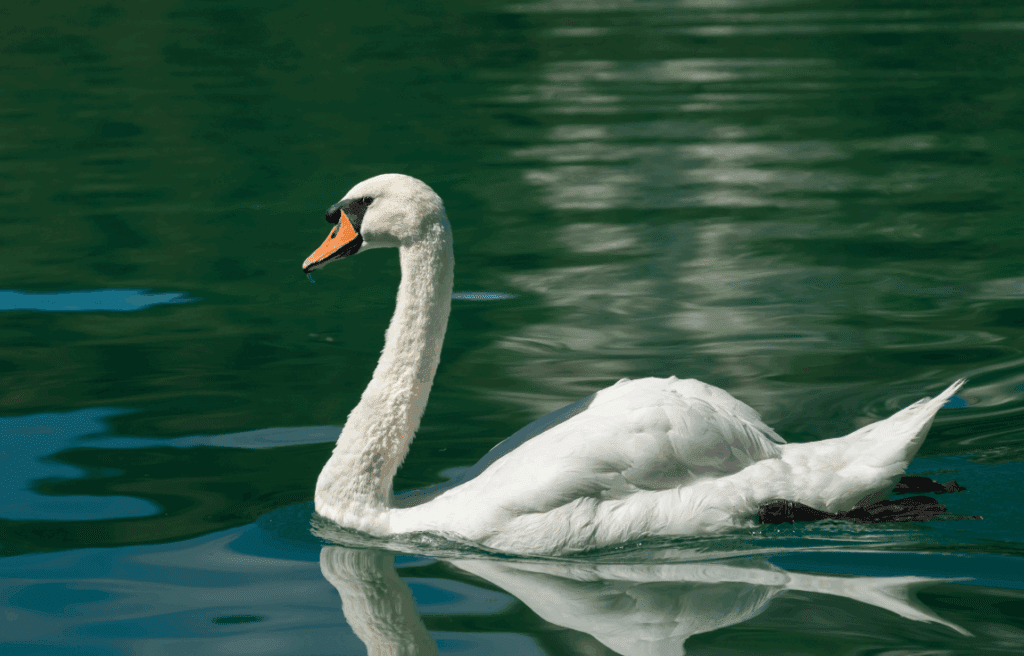 V Sloveniji potrdili prvi primer ptičje gripe letos 2 ptič