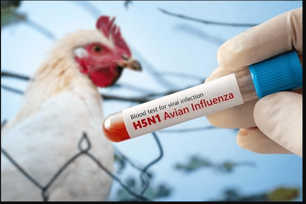 V Sloveniji potrdili prvi primer ptičje gripe letos 2 ptič