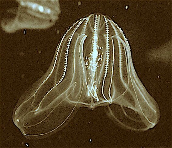 Potapljači v Fiesi med invazivno vrsto (VIDEO) 2 Sea walnut Boston Aquarium cropped