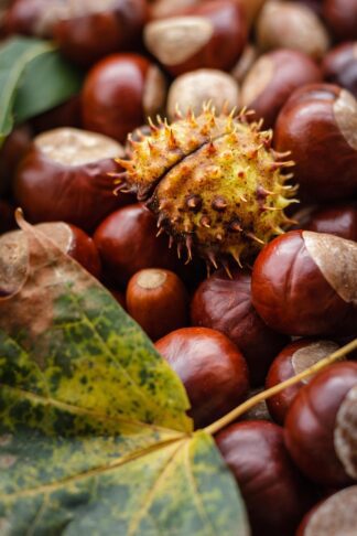 castanea 1812362 1280