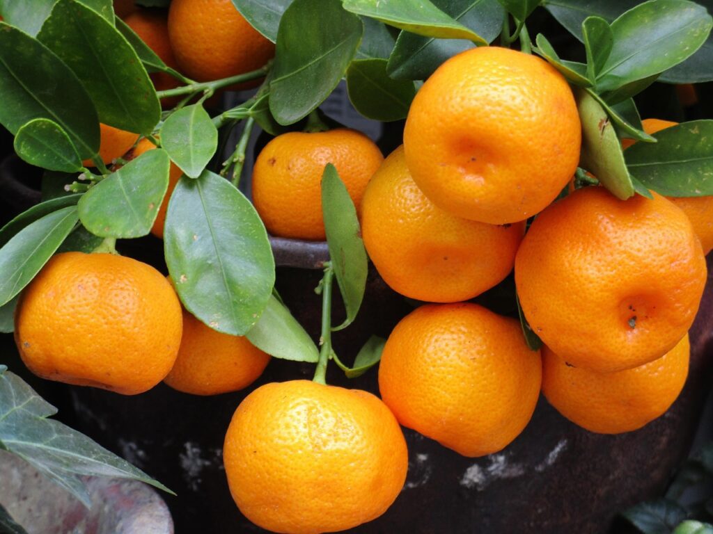 Mandarine: male citrusne bombe za vaše zdravje 5 mandarin 1756766 1280