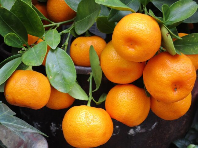 mandarin 1756766 1280