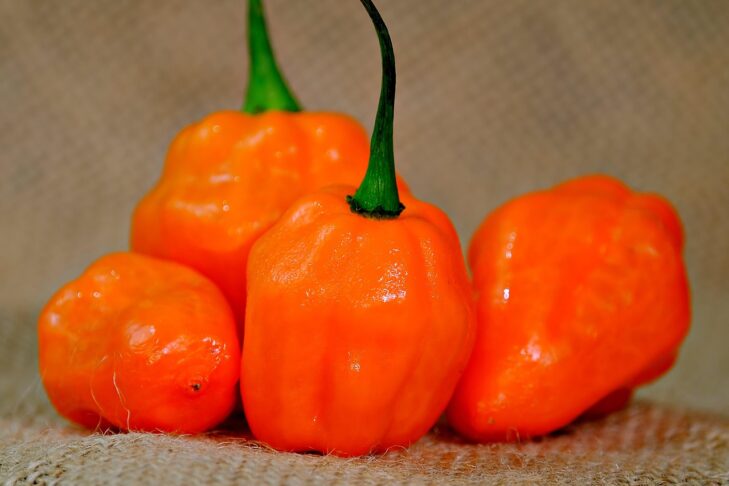 orange chilli 7720000 1280