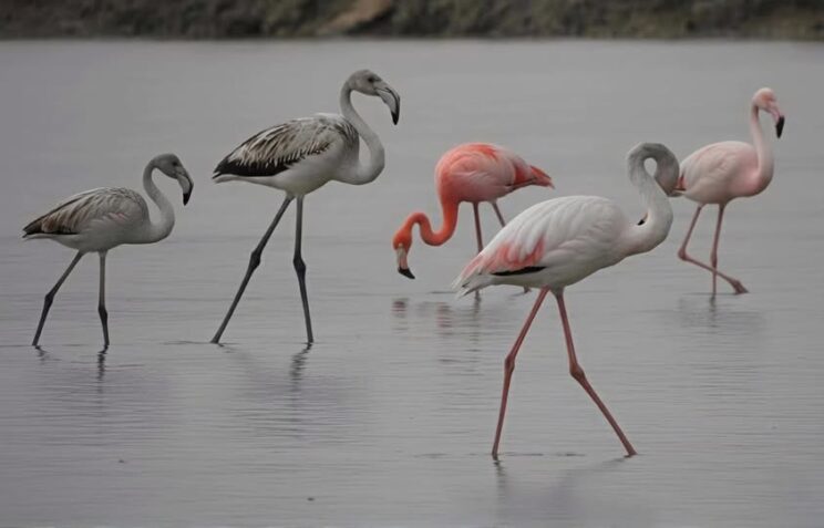 V Sečoveljskih solinah opazili redkega ameriškega plamenca 1 solinekj