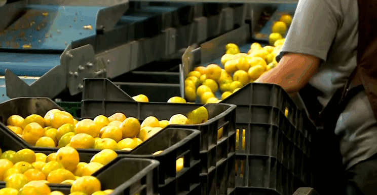 Propada na tone mandarin: Odkup zaustavljen! 3 mandarine