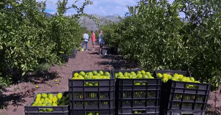 Propada na tone mandarin: Odkup zaustavljen! 2 mandarine