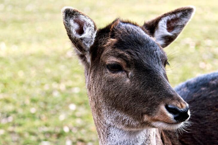 roe deer 1279562 1280