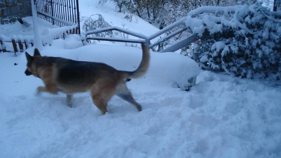 Na današnji dan pred 13 leti je Primorsko pobelil sneg (FOTO) 2 596576031 1395477249254401 5527829969420029286 n
