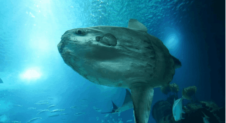 Ribiči ujeli 200 kilogramov težko ribo in jo vrnili v morje (video) 2 ribič riba morski mesec