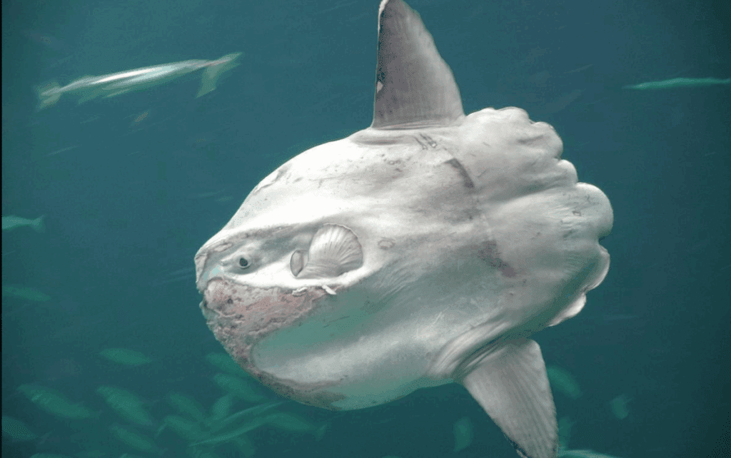 ribiči riba velikanka