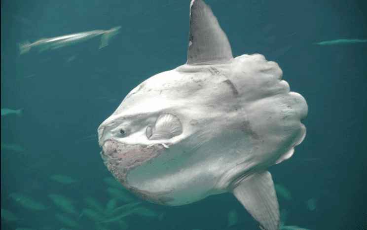 ribiči riba velikanka