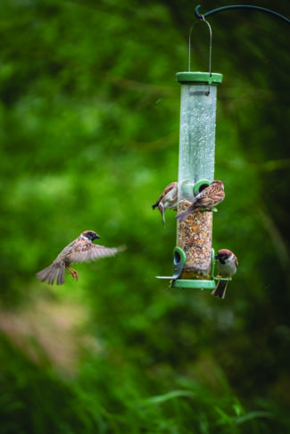 WKC 4504 bird feederWeb 684x1024 2