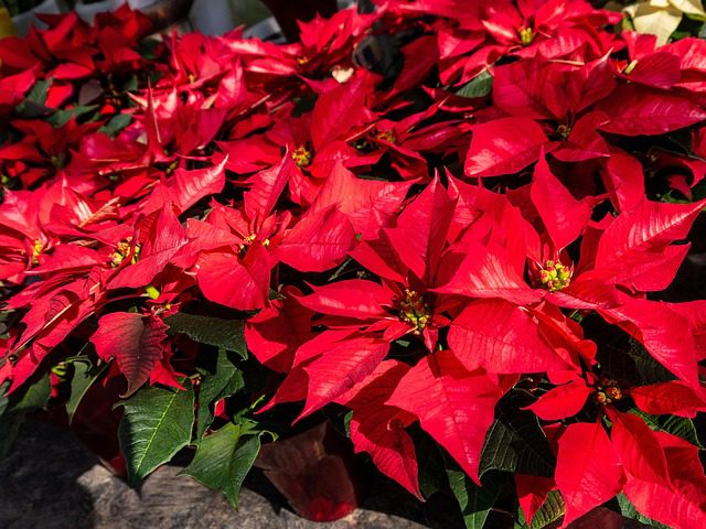poinsettia 5049451 640