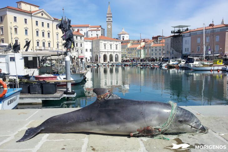Plavala je naprej – dokler je mreža ni ustavila mrena morigenos